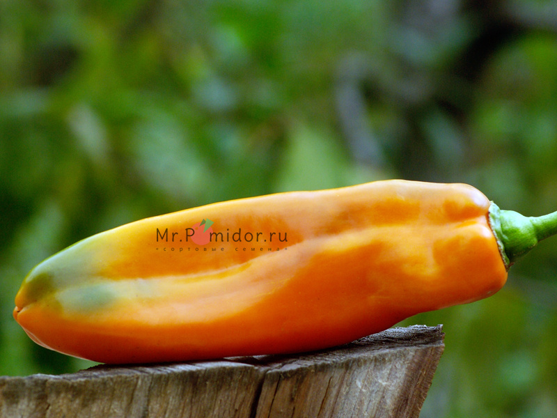 Сладкий перец Marconi Golden - Сортовые семена Mr.Pomidor