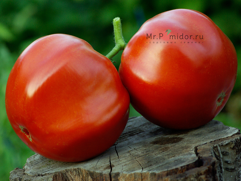 Семена томатов BL 8 Red, США - Сортовые семена Mr.Pomidor