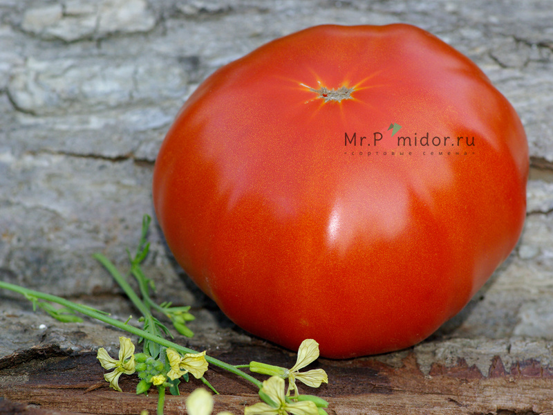Мамины помидоры