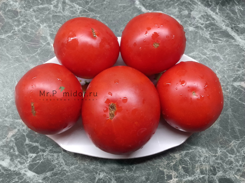  томатов Монгольский карлик - Сортовые семена Mr.Pomidor