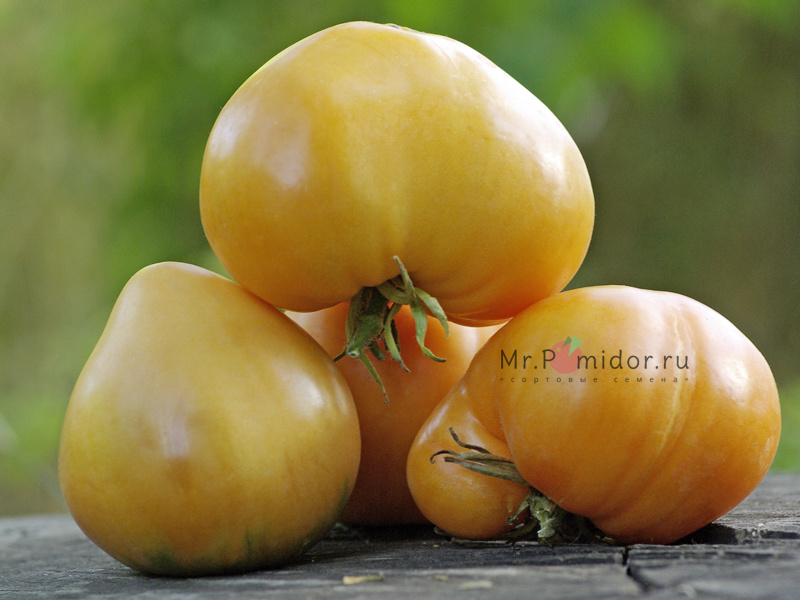 Семена томатов Willas Cariboo Apricot Dwarf, Абрикос Виллы Карибу -Сортовые семена Mr.Pomidor