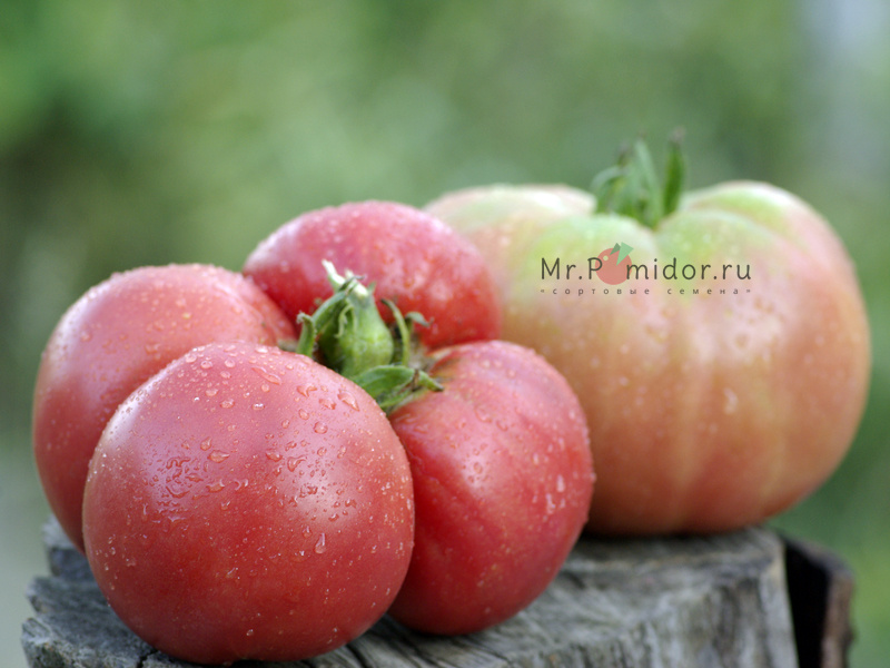 Семена томатов Rosa de Carabana - Сортовые семена Mr.Pomidor