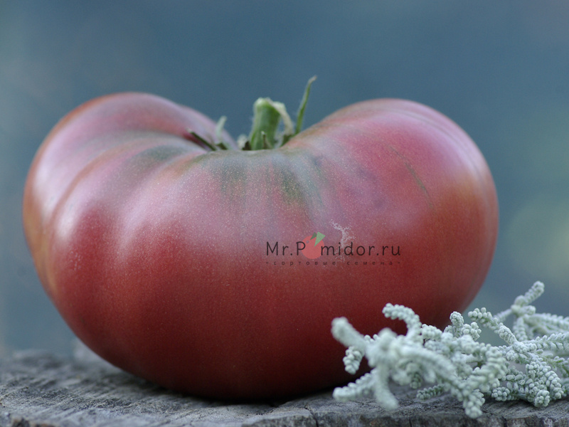 Сорта дикого томата. Томат дикий фр. Дикие помидоры в природе. Томат дикий ангел