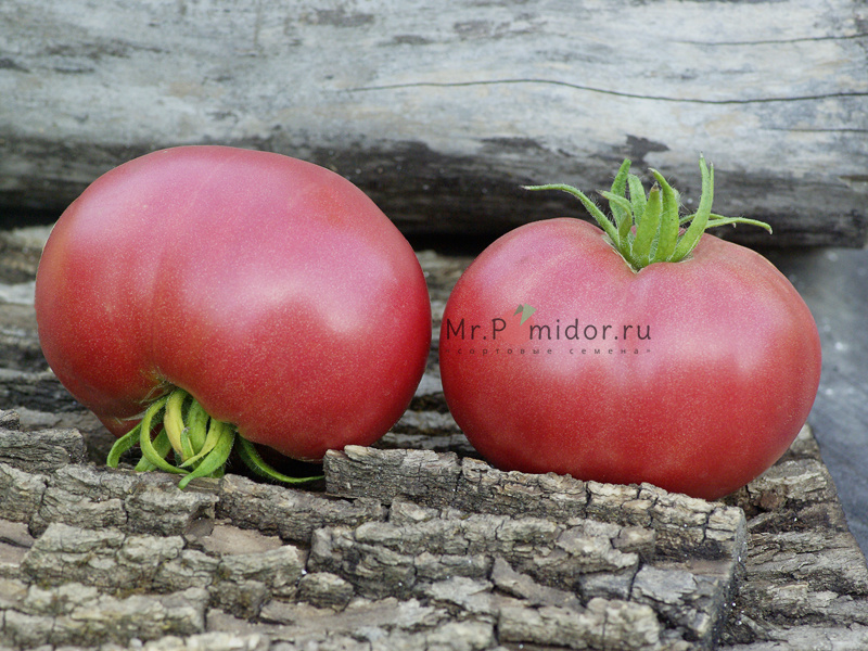 Сызранская розовая помидора