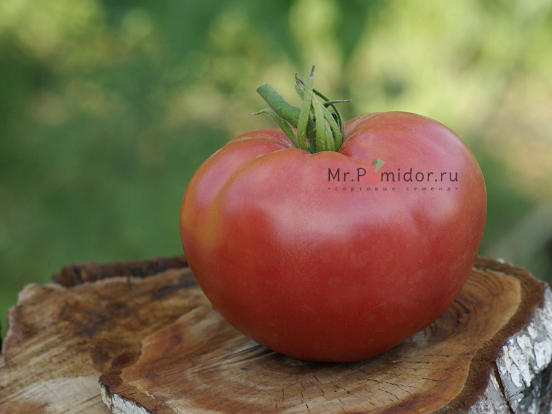 Семена томатов Казахстанский домашний - Сортовые семена Mr.Pomidor