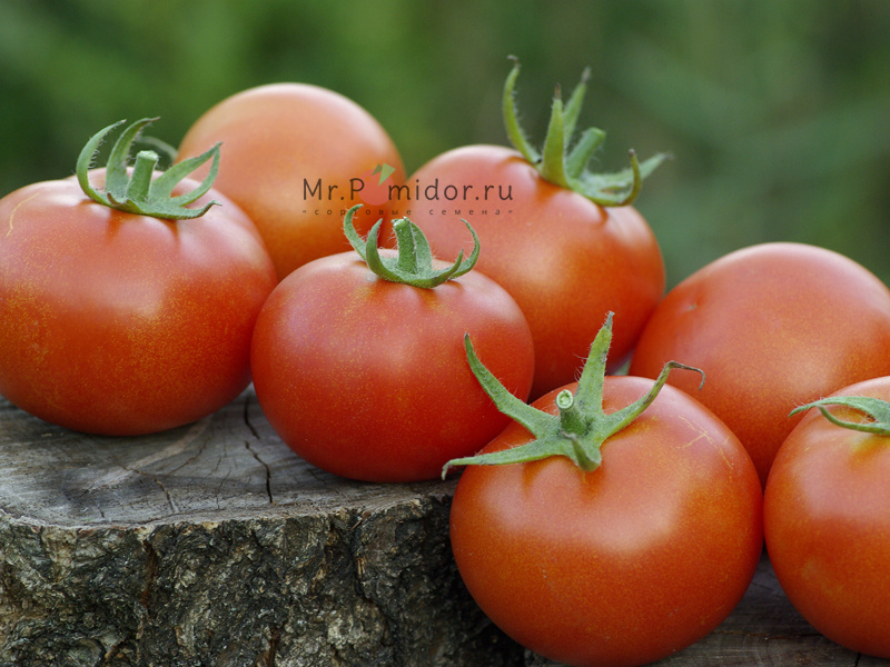 Семена томатов Кас 15, Kas 15, Польша - Сортовые семена Mr.Pomidor